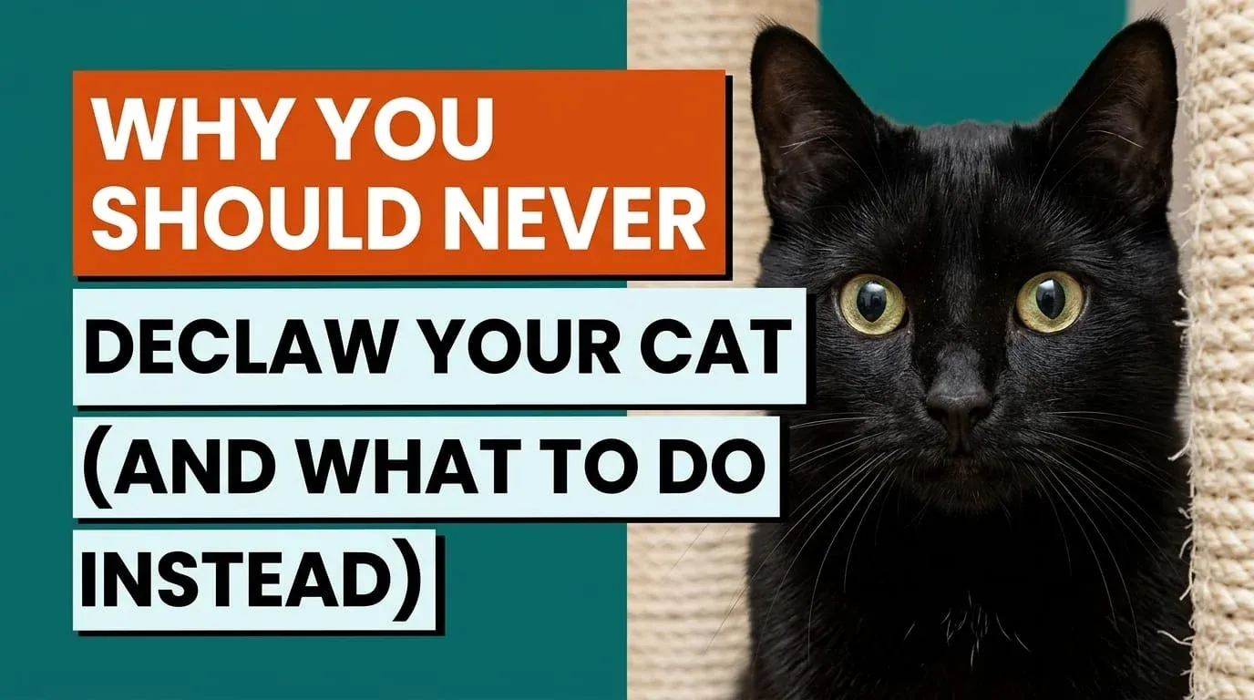 Why You Should Never Declaw Your Cat (And What to Do Instead)