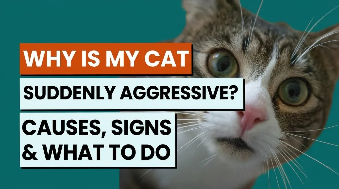 Why Is My Cat Suddenly Aggressive? Causes, Signs & What to Do