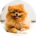 Happy pet owner