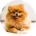Happy pet owner